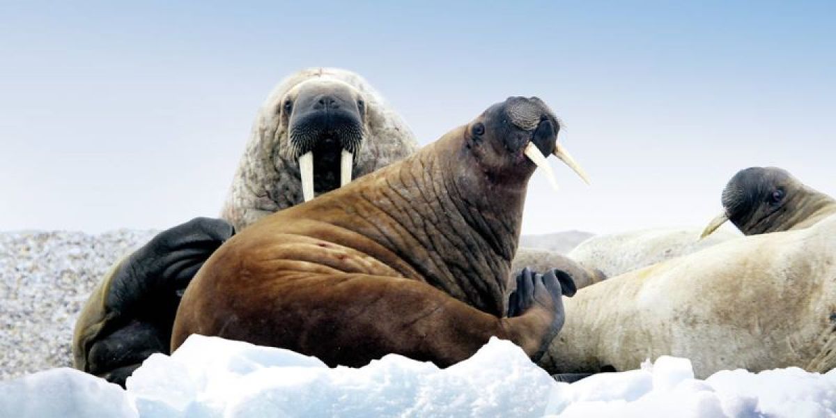 images/Cruise/Hapag%20Lloyd/ROUTE%2003%20-%20INS2413/5.%20Walrussen.jpg#joomlaImage://local-images/Cruise/Hapag Lloyd/ROUTE 03 - INS2413/5. Walrussen.jpg?width=800&height=400