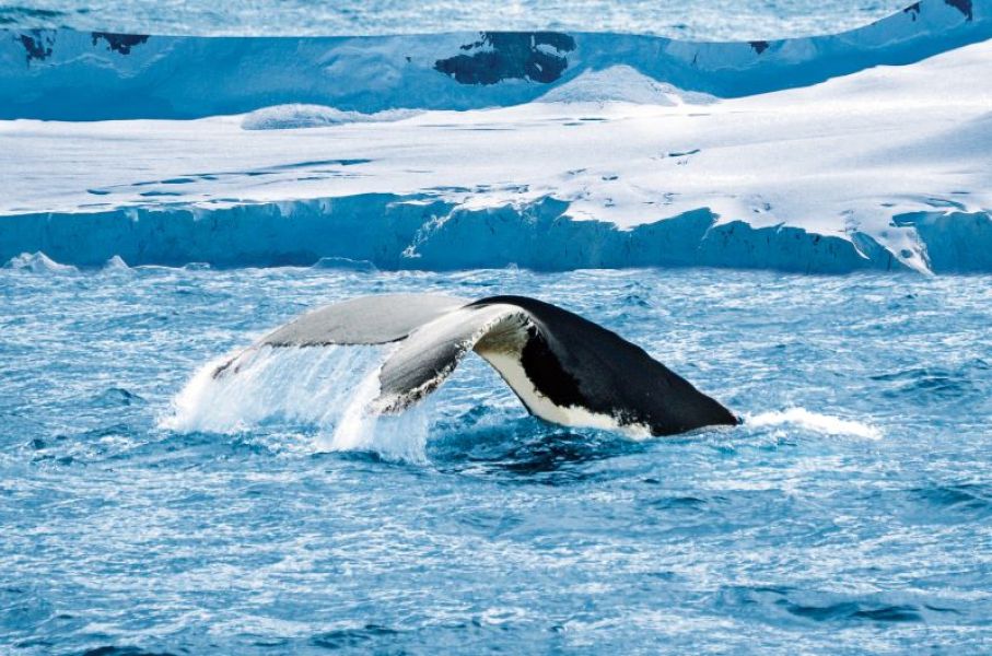 images/Cruise/Hapag%20Lloyd/Route%201%20INS2402/7.%20Walvis%20staart.jpg#joomlaImage://local-images/Cruise/Hapag Lloyd/Route 1 INS2402/7. Walvis staart.jpg?width=800&height=529