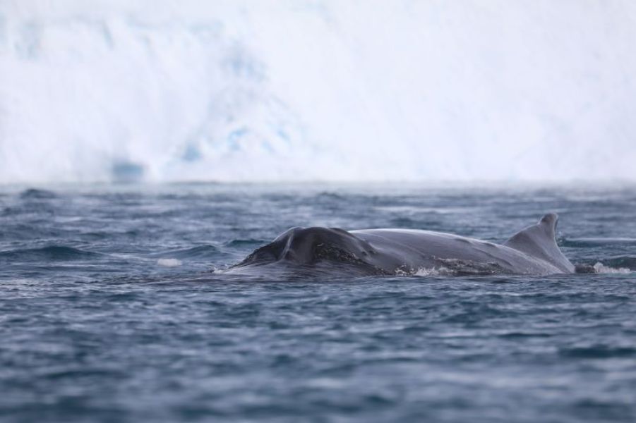 images/Cruise/Hapag%20Lloyd/ROUTE%2003%20-%20INS2413/Whale%20Disko%20HEAD.jpg#joomlaImage://local-images/Cruise/Hapag Lloyd/ROUTE 03 - INS2413/Whale Disko HEAD.jpg?width=800&height=533