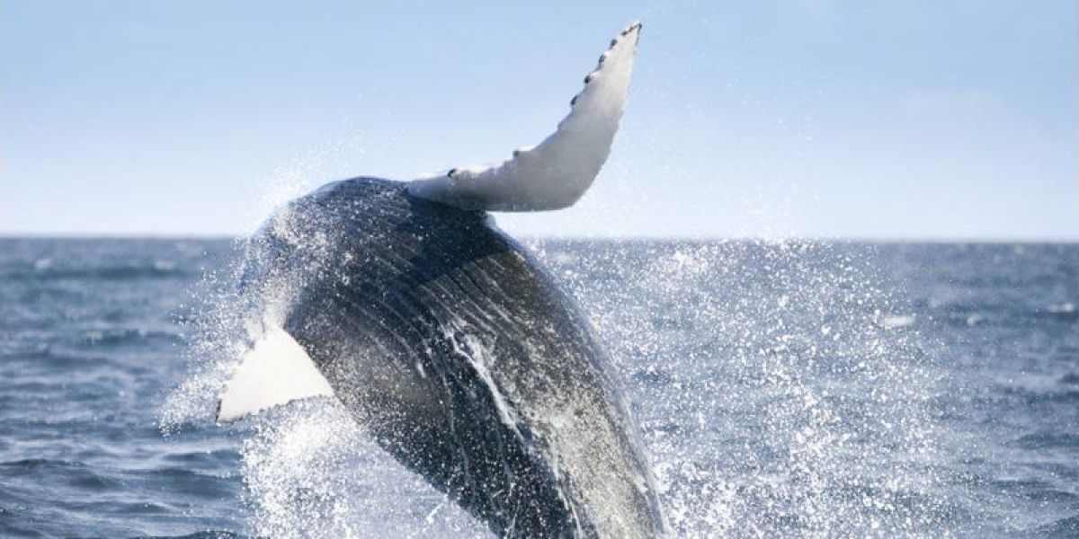 images/Cruise/Hapag%20Lloyd/ROUTE%2002%20-%20INS2412/7.%20walvis.jpg#joomlaImage://local-images/Cruise/Hapag Lloyd/ROUTE 02 - INS2412/7. walvis.jpg?width=800&height=400