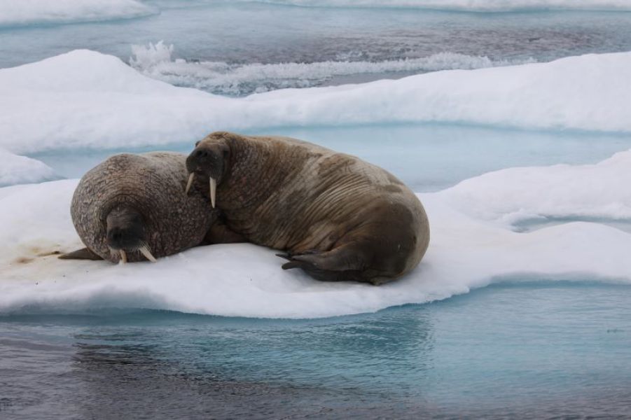 images/Cruise/Hapag%20Lloyd/ROUTE%2002%20-%20INS2412/Walrus%20duo%20ice%202.jpg#joomlaImage://local-images/Cruise/Hapag Lloyd/ROUTE 02 - INS2412/Walrus duo ice 2.jpg?width=800&height=533