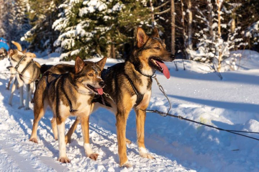 images/Cruise/Hapag%20Lloyd/ROUTE%2008%20-%20NAT2436/04-Lulea136.jpg#joomlaImage://local-images/Cruise/Hapag Lloyd/ROUTE 08 - NAT2436/04-Lulea136.jpg?width=800&height=533